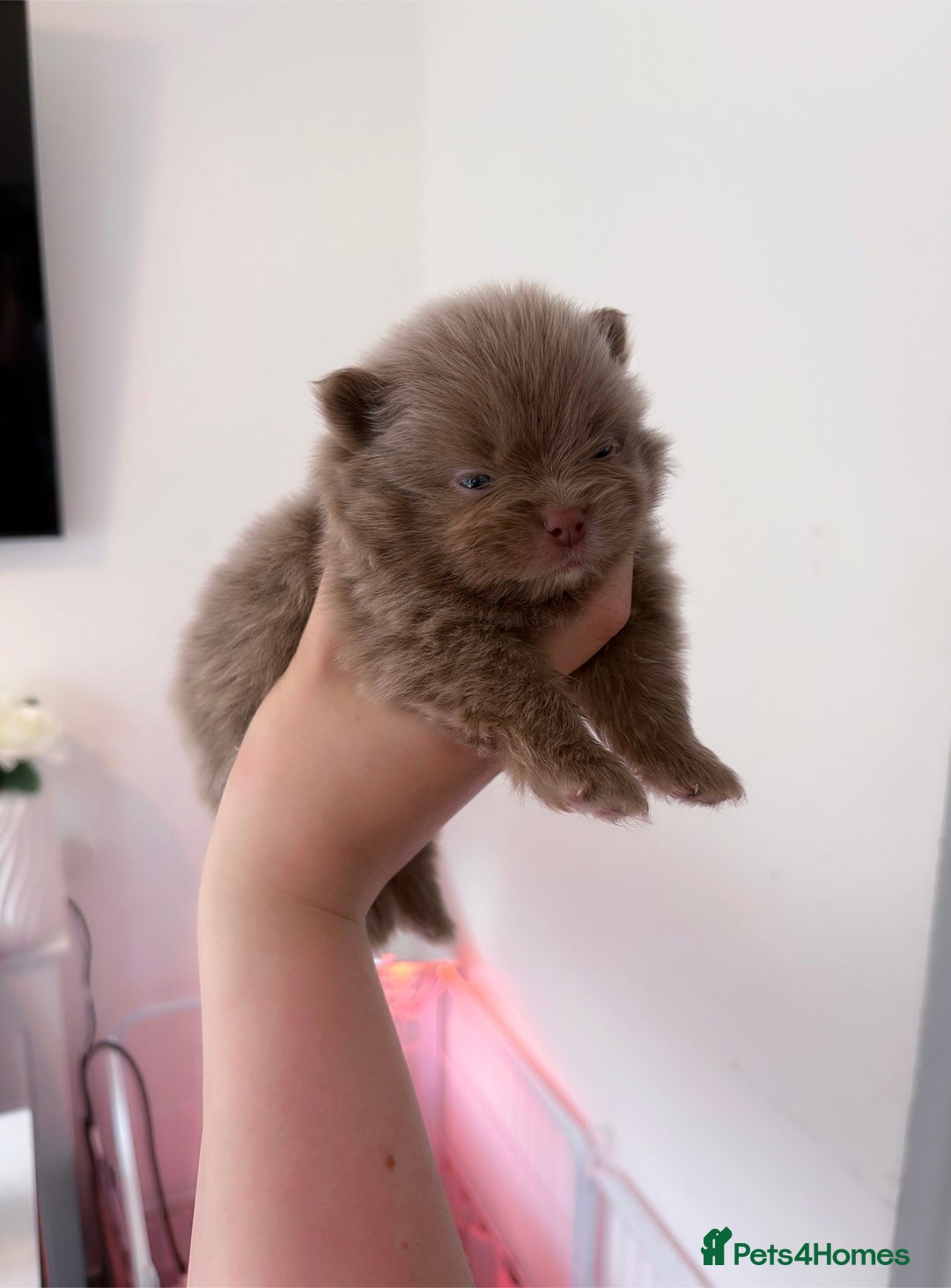 Pomeranian dogs for sale: ✨NEW LOWERED PRICE✨ Pomeranian puppies 🐶  - Image 25