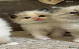 Ragdoll cats for sale: Ragdoll Male 1 years old  - Image 4