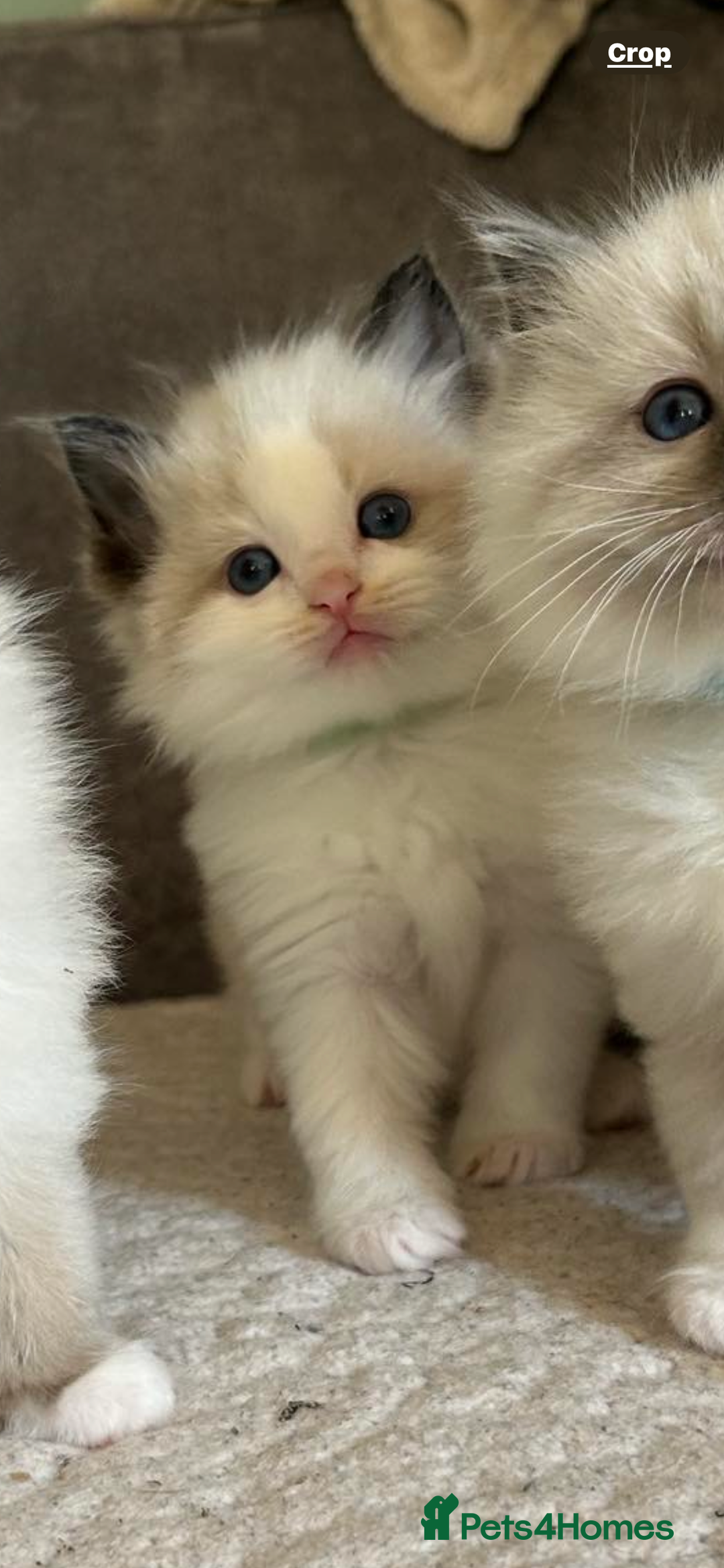 Ragdoll cats for sale: Ragdoll Male 1 years old  - Image 4