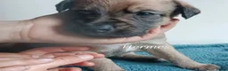 Lurcher dogs for sale: 9 beautiful Bedlington X Whippet puppies  - Advert 13
