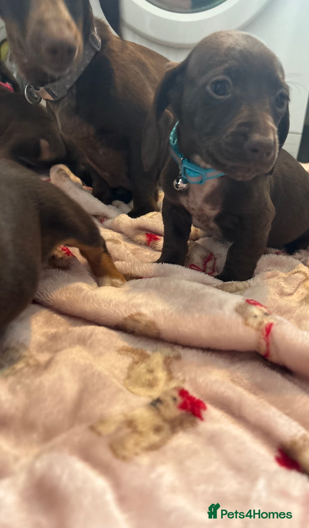 Dachshund dogs for sale: Miniature Dachshund puppies - Image 11