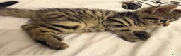 Mixed Breed cats for sale: Kittens  - Advert 8