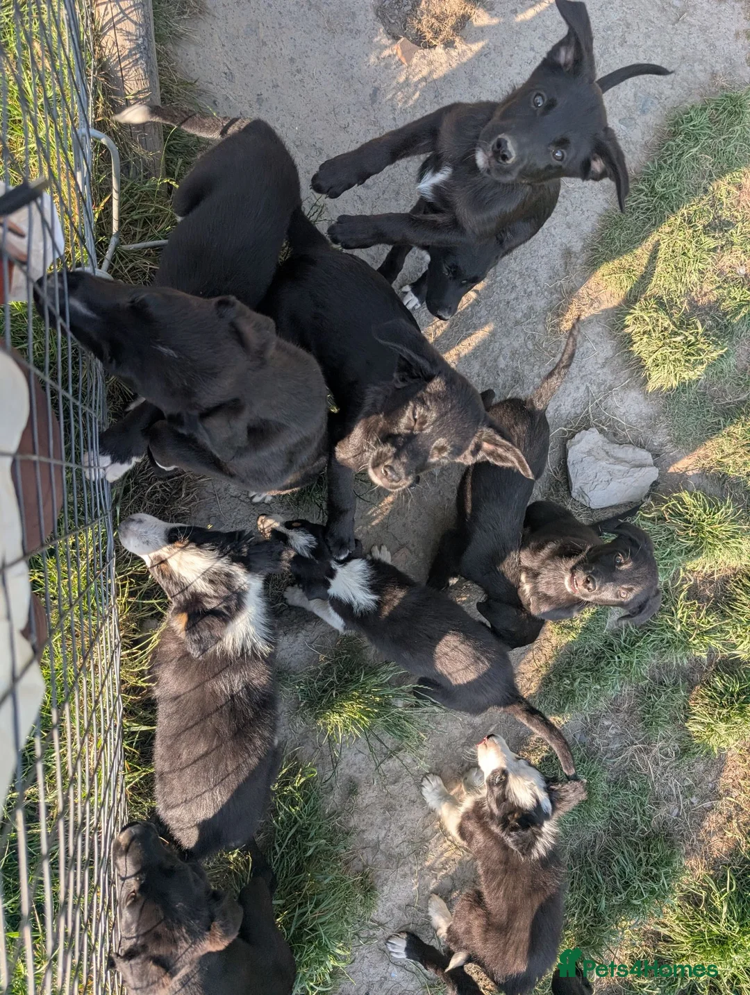 Borador dogs for sale: Boradors pups *READY NOW* - Advert 24