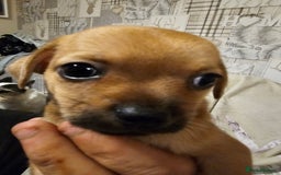Chihuahua dogs for sale: Chihuahua  - Image 8