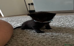 Mixed Breed cats for sale: Kittens for sale 1 left  in Glasgow - Image 4