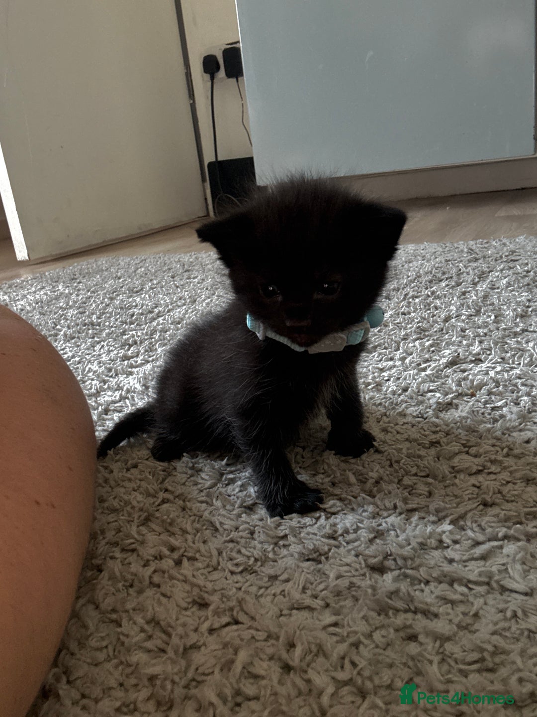 Mixed Breed cats for sale: Kittens for sale 1 left  in Glasgow - Image 4