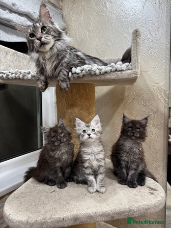 Maine Coon cats - Advert 7