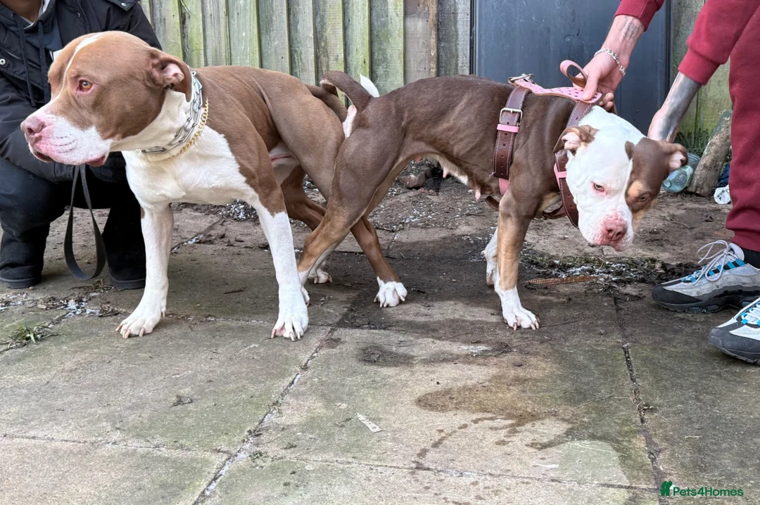 Mixed Breed dogs for sale: Bullog x amstaff puppy - Advert 1