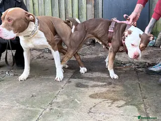 Mixed Breed dogs Bullog x amstaff puppy - Advert 1