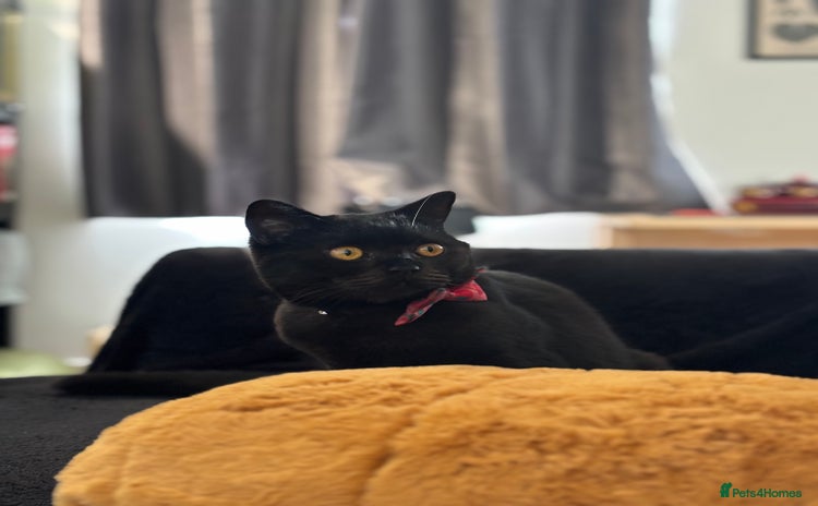 British Shorthair cats - Advert 6