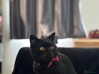 British Shorthair cats - Advert 28