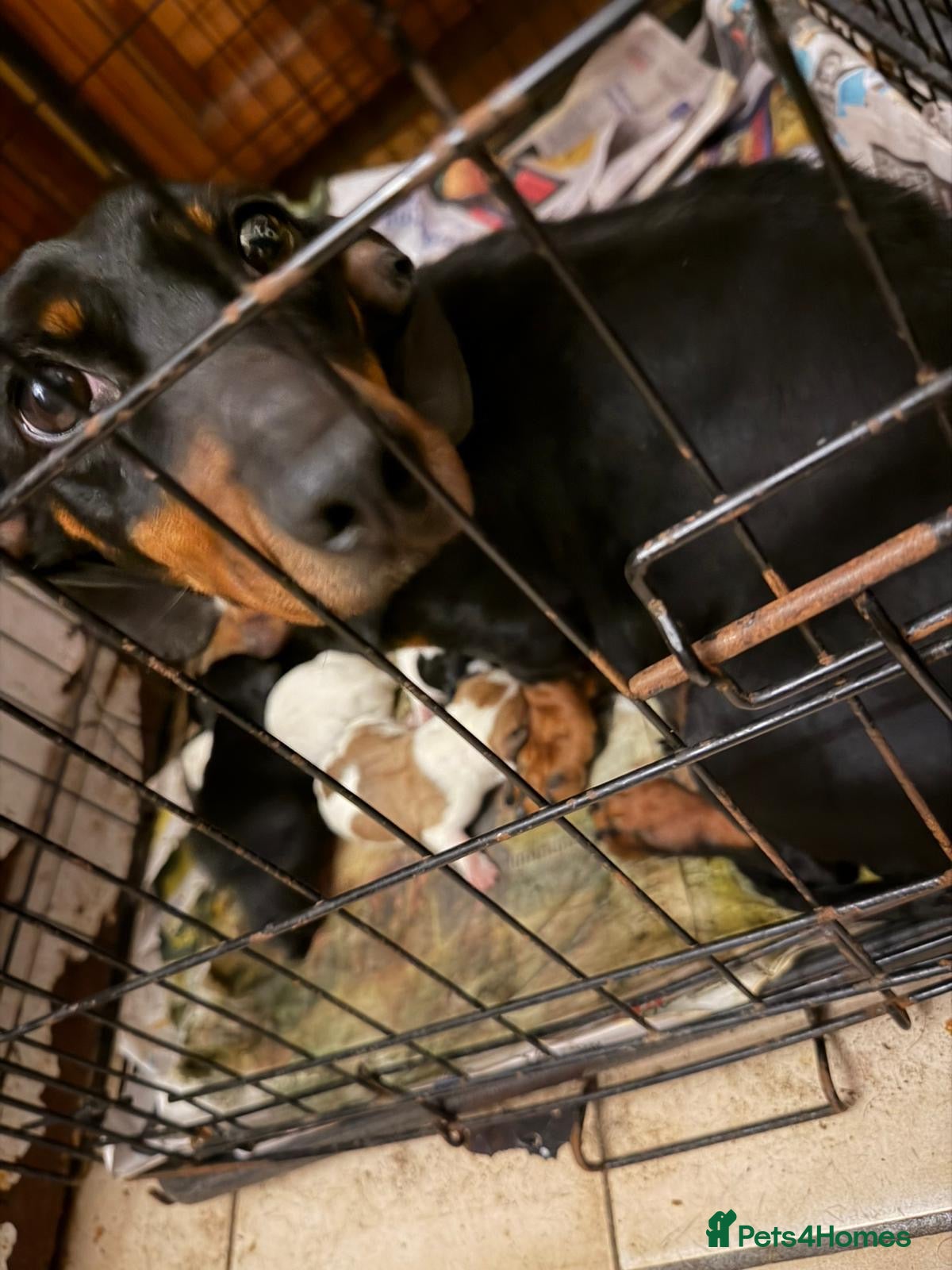 Jackshund dogs Dachshund x Mini Jack Russell Pups - Advert 2