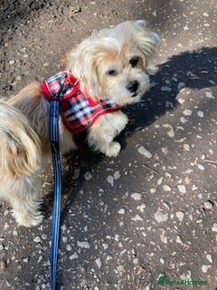 Mixed Breed dogs for adoption: Pip needs a loving home  - Advert 5