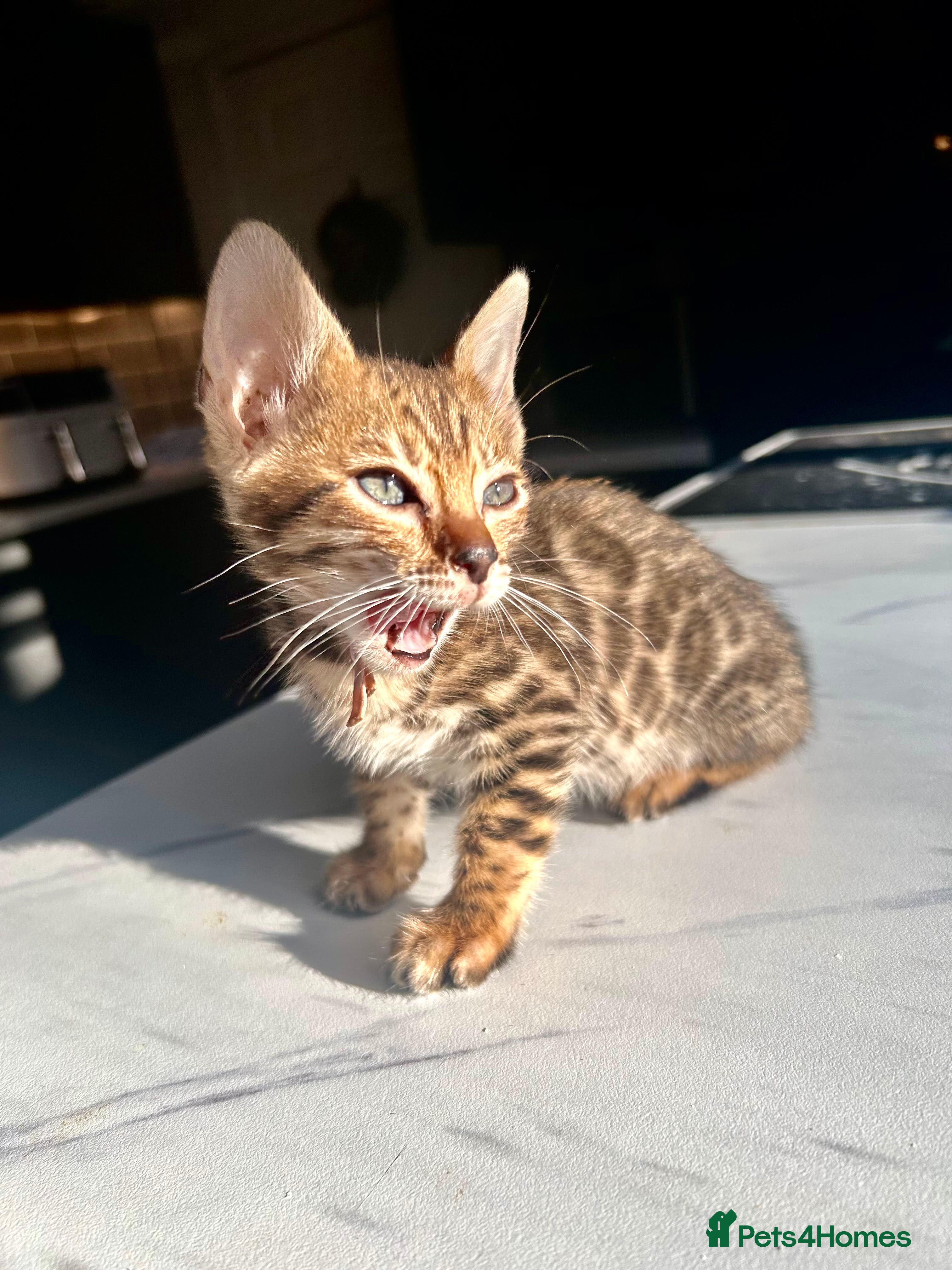 Bengal cats 4 tiger cub bengal girls for sale 🤩READY NOW🤩 - Advert 2