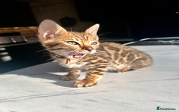 Bengal cats for sale: 4 tiger cub bengal girls for sale  - Advert 4