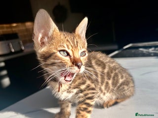 Bengal cats 4 tiger cub bengal girls for sale 🤩READY NOW🤩 - Advert 2