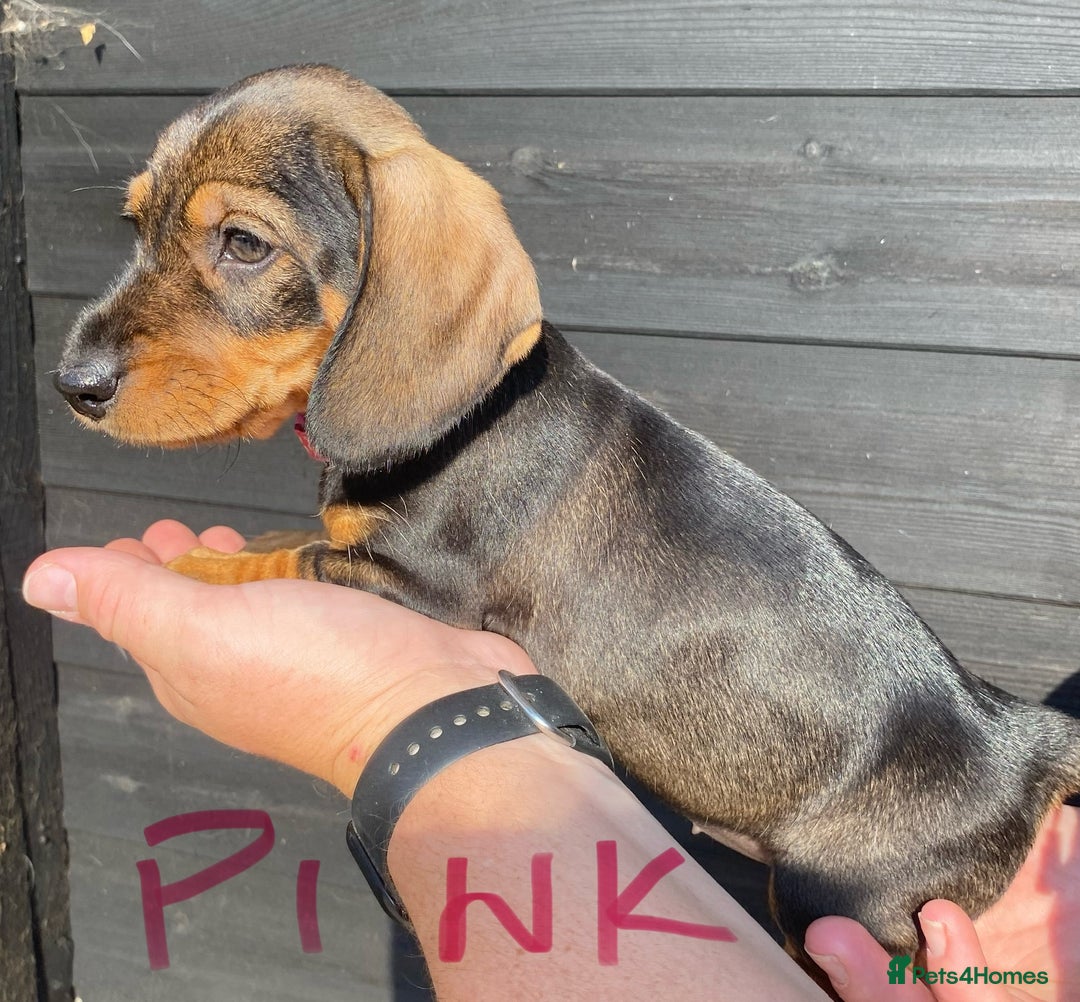 Miniature Dachshund dogs for sale: Quality Dachshund puppies - Image 10