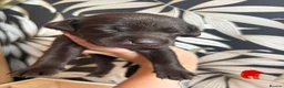 Labrador Retriever dogs for sale: Beautiful Chocolate Labs - Advert 8
