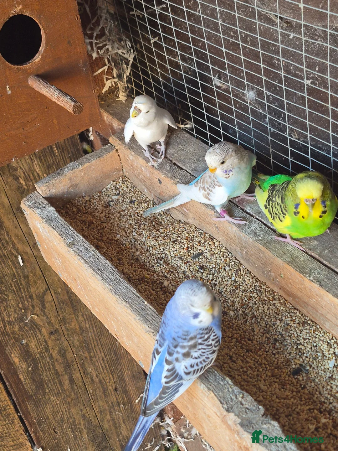 Budgerigars birds for sale: Baby budgies  - Advert 2