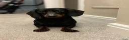 Dachshund dogs for sale: Rupert - Advert 3