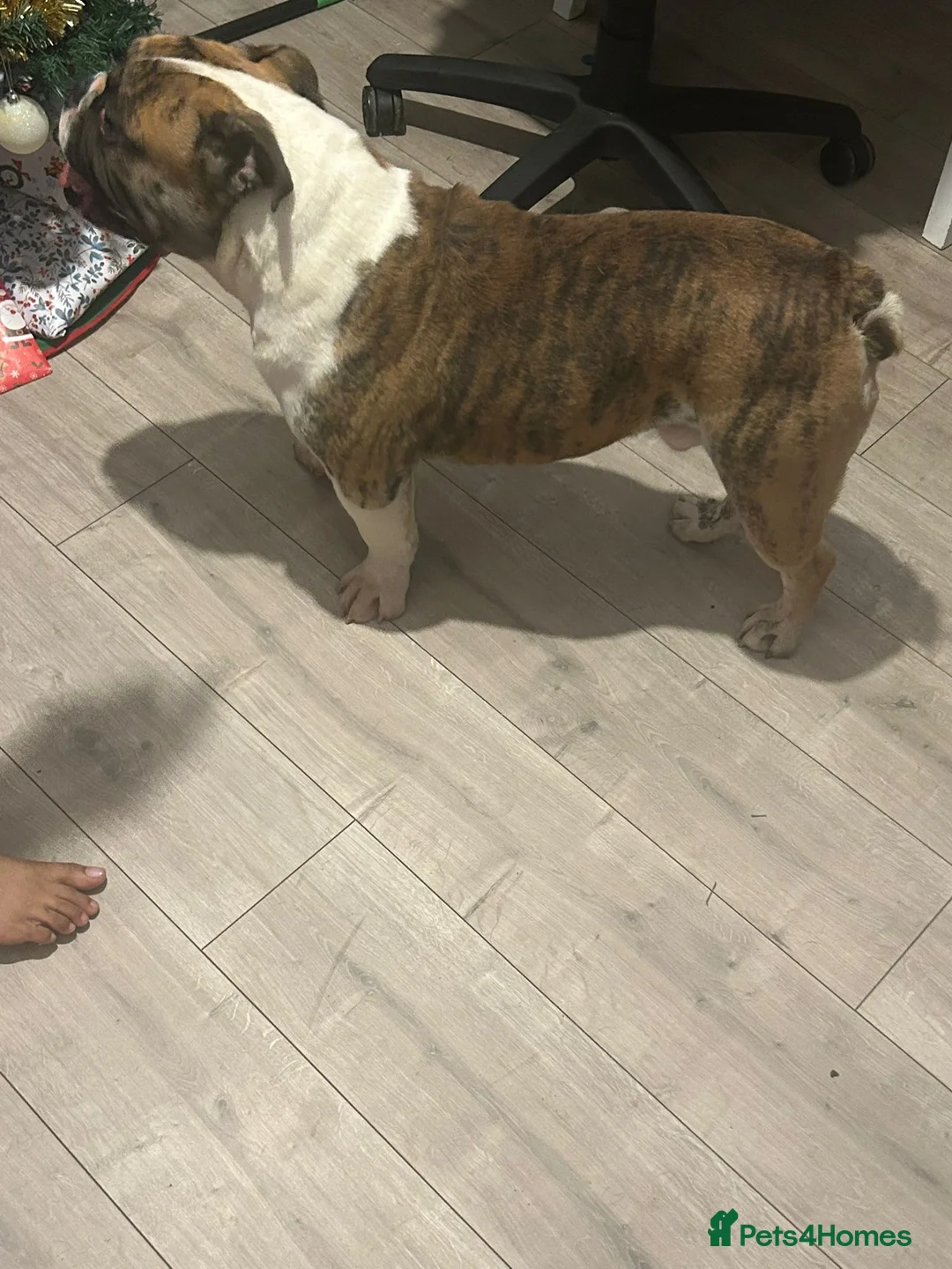 Olde English Bulldogge dogs for stud: Círoc open for stud in Wolverhampton - Advert 3