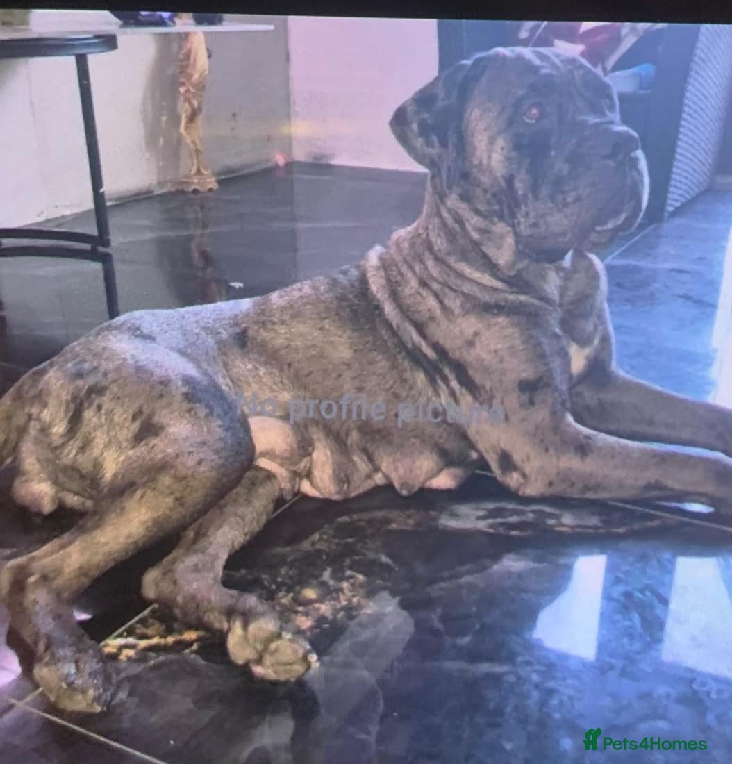 Mixed Breed dogs Stunning mearle mastiff mix puppy  - Advert 3