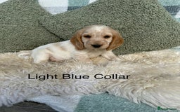 Cocker Spaniel dogs for sale: KC Registered Show Type Cocker Spaniels - Image 7