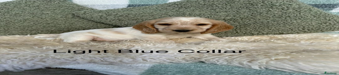 Light Blue Collar