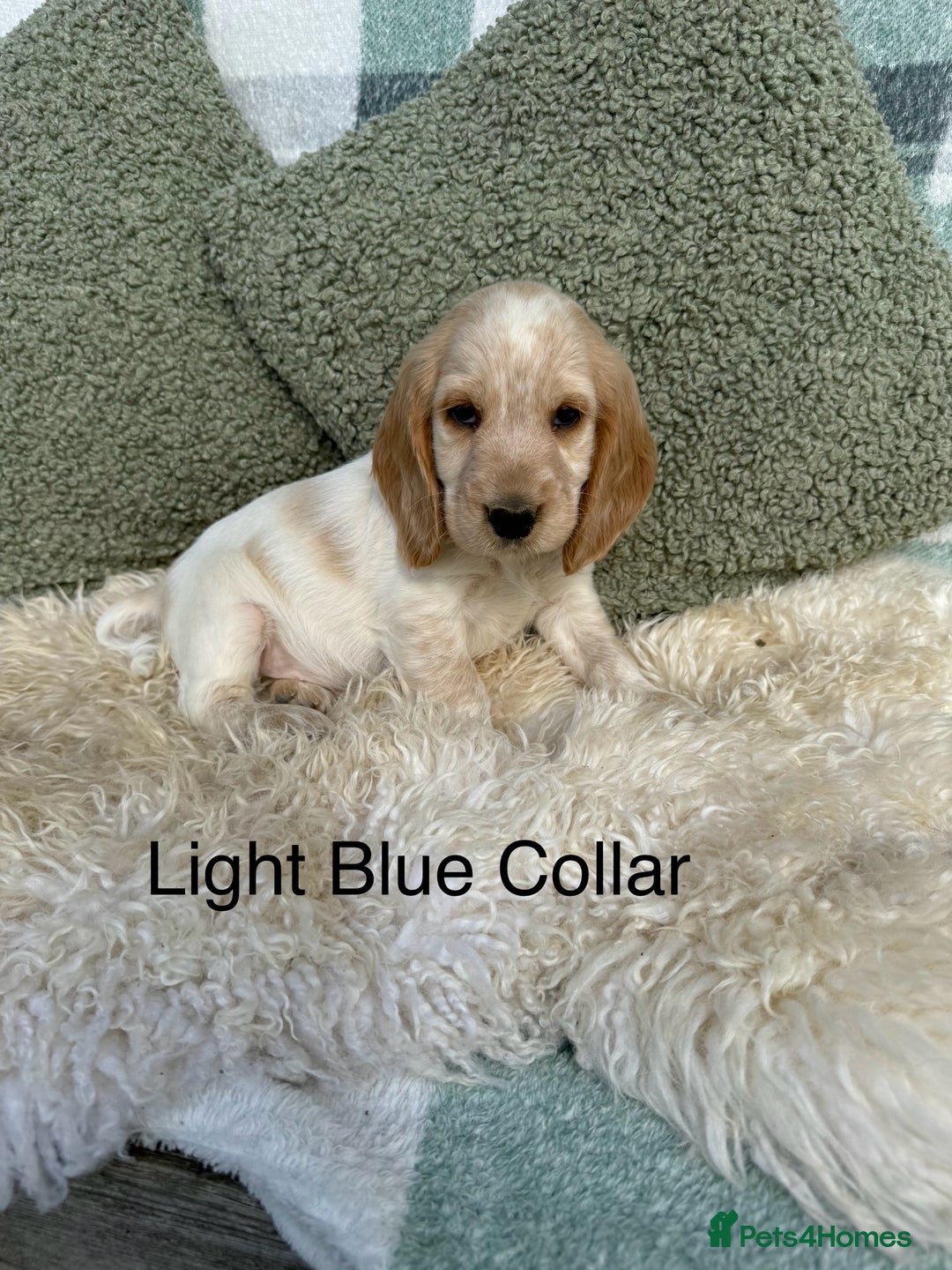 Cocker Spaniel dogs for sale: KC Registered Show Type Cocker Spaniels - Image 7