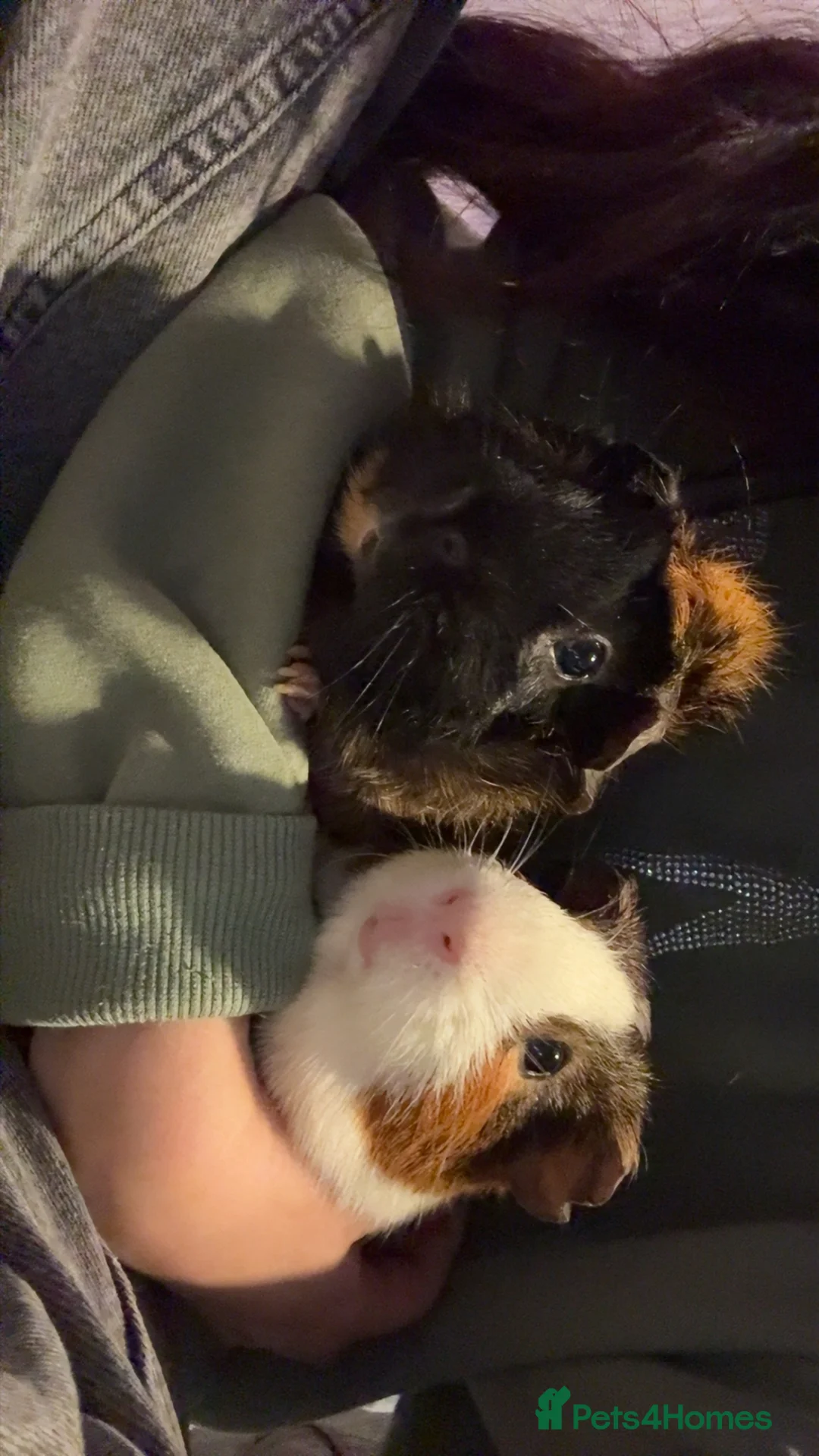 Guinea Pig rodents for sale: Bonded male guinea pigs – loving home needed💔 - Advert 2