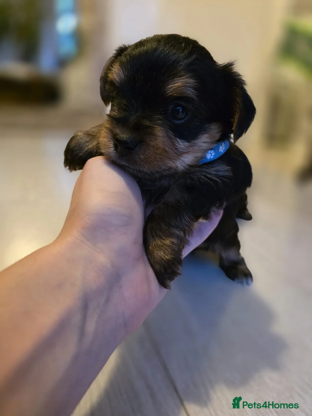 Yorkshire Terrier dogs for sale: Yorkshire terrier puppies  - Advert 11