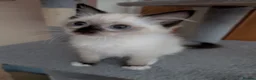 Ragdoll cats for sale: Gorgeous GCCF registered Ragdoll kittens  - Advert 10