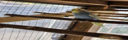 Budgerigars birds for sale: Baby budgies for sale - Advert 6