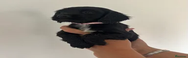 Pink Collar