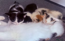 Domestic Shorthair cats for sale: 1 male kitten left - Image 8
