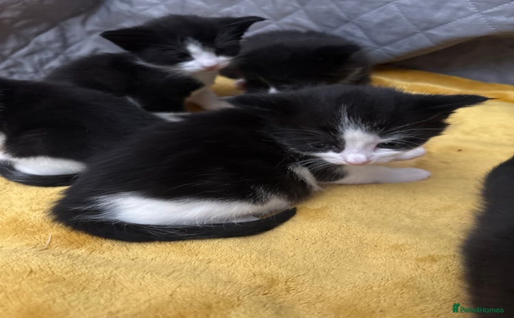 Mixed Breed cats - Advert 7