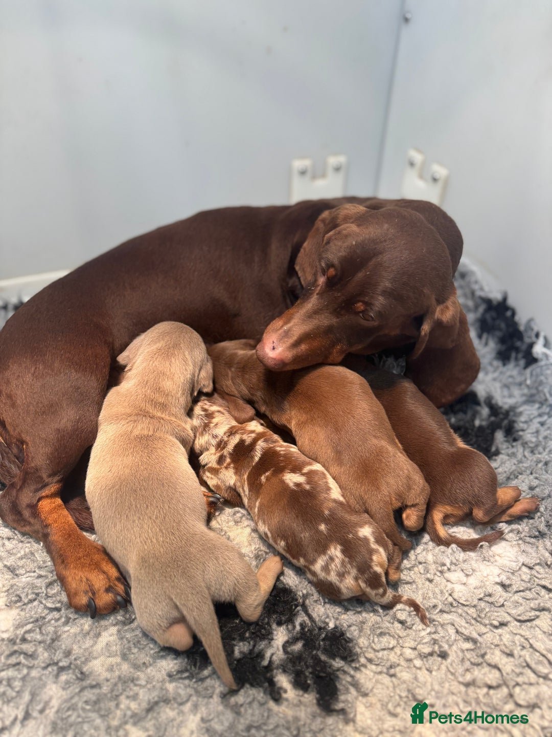 Miniature Dachshund dogs for sale: 5⭐️ Licensed. PRA clear kc registered  - Advert 2