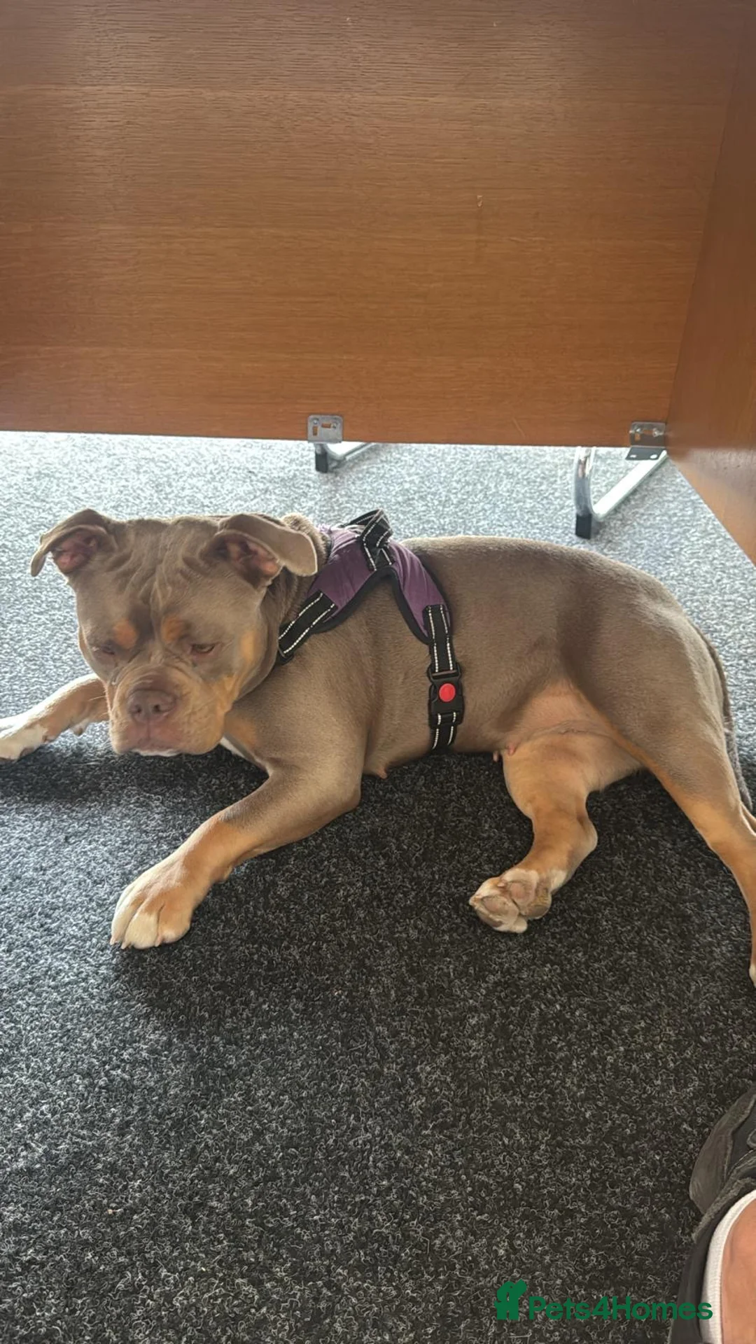Olde English Bulldogge dogs for sale: Olde English fluffy Bulldogge puppies  - Advert 41