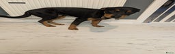 Rottweiler dogs for sale: 7 month old rottweiler male  - Advert 3