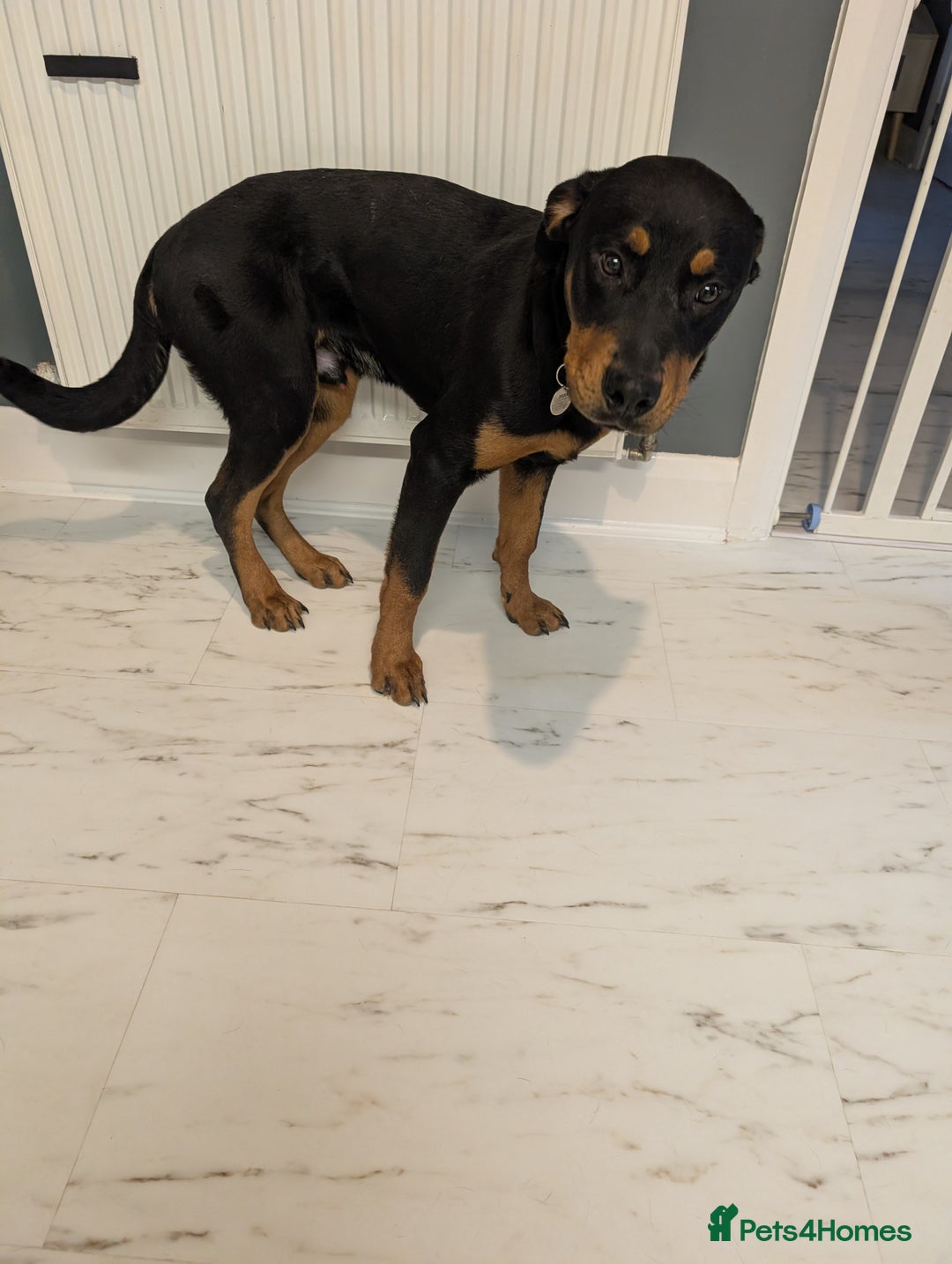 Rottweiler dogs for sale: 7 month old rottweiler male  - Advert 3