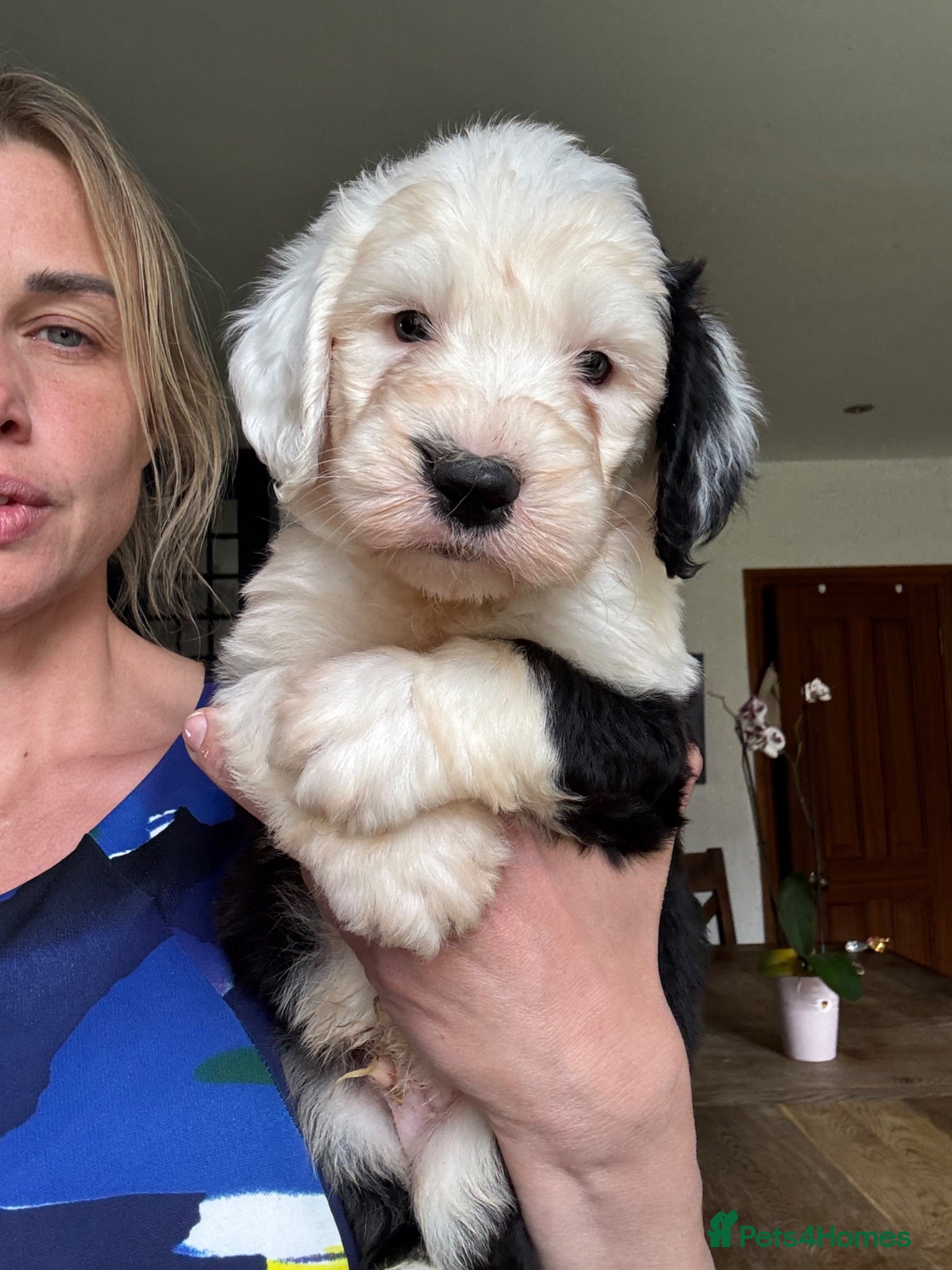 Old English Sheepdog dogs Fully health tested and registered showline OES - Advert 1