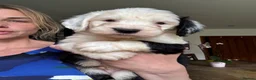 Old English Sheepdog dogs for sale: Fully health tested and registered showline OES - Advert 1