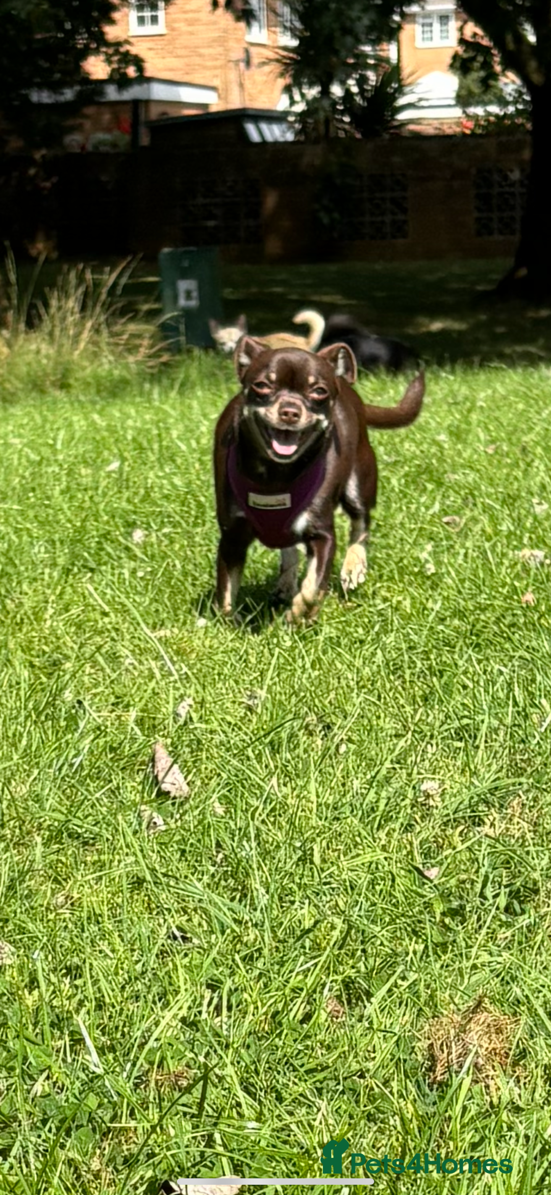 Chihuahua dogs for sale: Cheeky, naughty little chihuahua babies.  - Advert 8