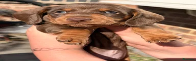 Dachshund 