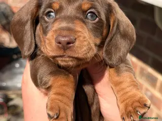 Dachshund dogs miniature dachshund boy chocolate and tan - Advert 1