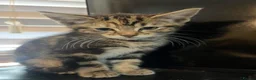 British Shorthair cats for sale: Kittens  - Advert 6