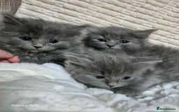 Ragdoll cats for sale: Ragdoll kittens  - Image 7