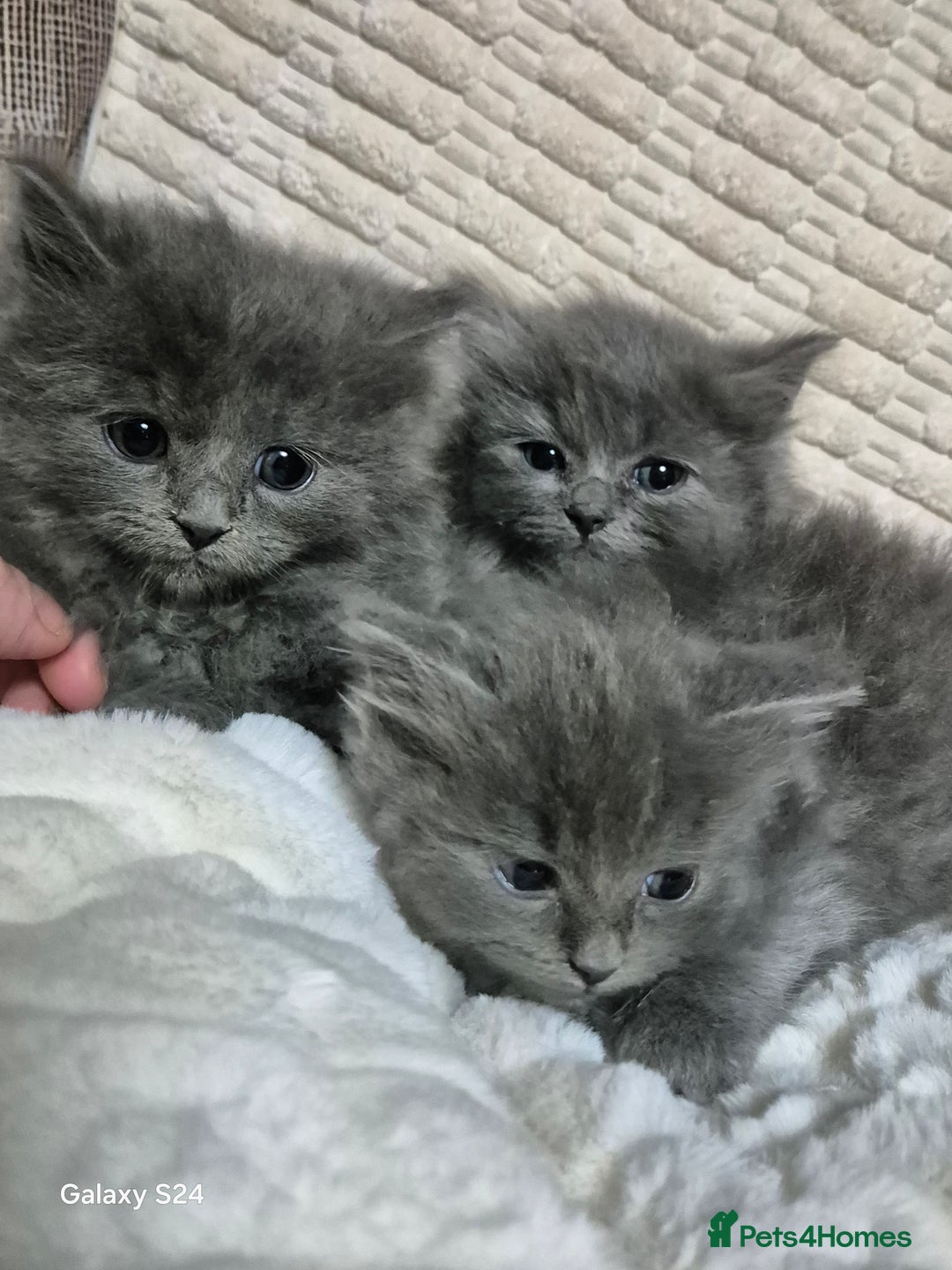 Ragdoll cats for sale: Ragdoll kittens  - Image 7