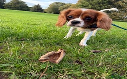 Cavalier King Charles Spaniel dogs for sale: 8 Month Old Girl  - Advert 3