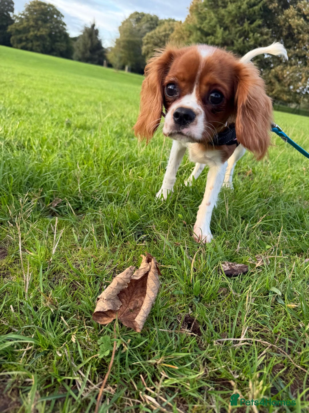 Cavalier King Charles Spaniel dogs for sale: 8 Month Old Girl  - Advert 3